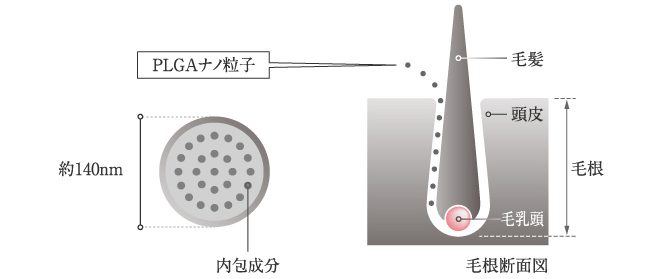 DHTを抑制する成分配合の育毛シャンプー