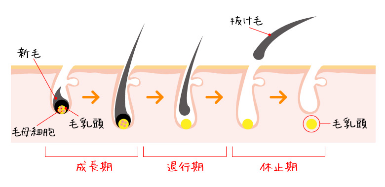 ヘアサイクル